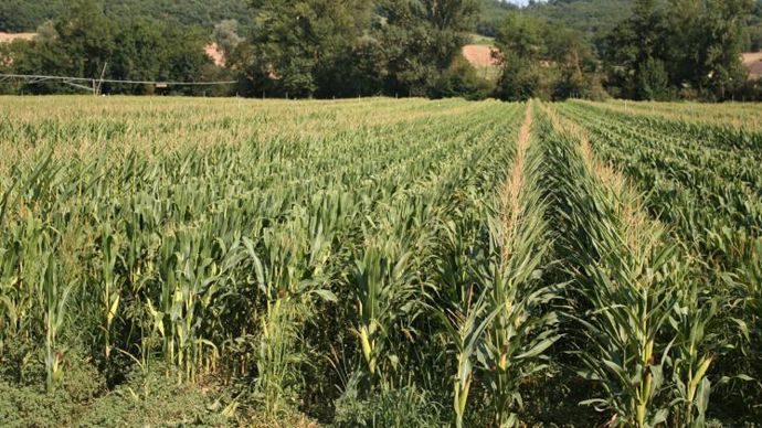 Le plan de production de semences de maïs français ne devrait atteindre que 90 à 95 % de son objectif cette année. © B. CAILLIEZ